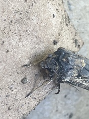 Cryptaspasma
