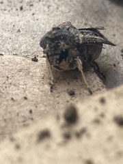Cryptaspasma