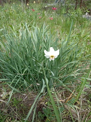 Narcissus × tenuior