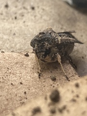 Cryptaspasma