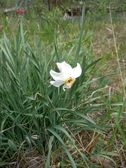 Narcissus × tenuior