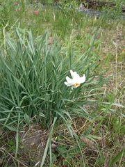 Narcissus × tenuior