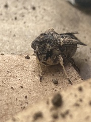 Cryptaspasma