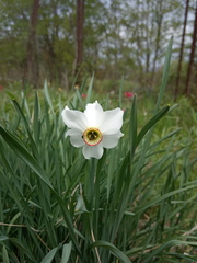 Narcissus × tenuior