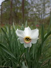 Narcissus × tenuior