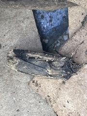 Cryptaspasma