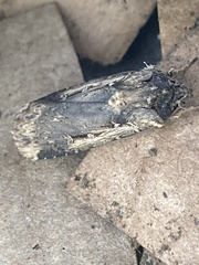 Cryptaspasma