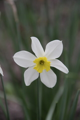Narcissus × incomparabilis