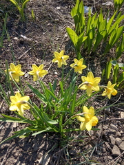 Narcissus minor