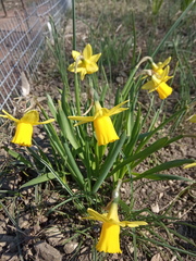 Narcissus minor