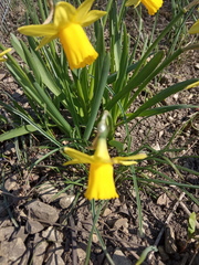 Narcissus minor