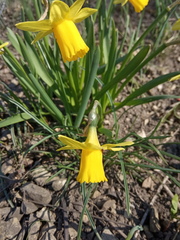 Narcissus minor