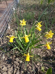 Narcissus minor