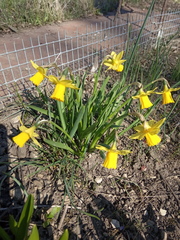 Narcissus minor