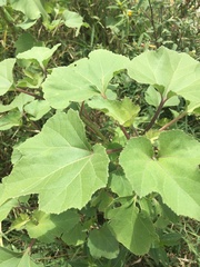 Xanthium strumarium
