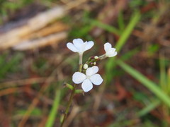Buchnera floridana image