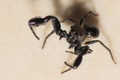 Harmochirus brachiatus
