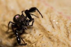 Harmochirus brachiatus