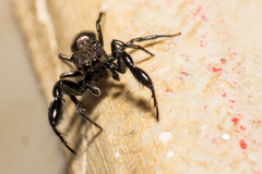 Harmochirus brachiatus