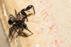 Harmochirus brachiatus