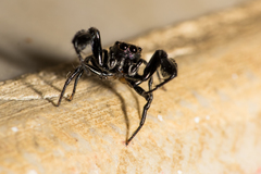 Harmochirus brachiatus