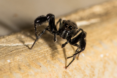 Harmochirus brachiatus