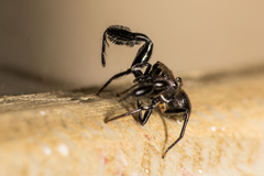 Harmochirus brachiatus
