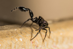 Harmochirus brachiatus
