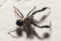 Harmochirus brachiatus