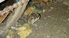 Duttaphrynus melanostictus