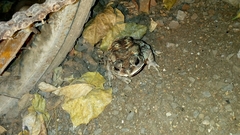 Duttaphrynus melanostictus