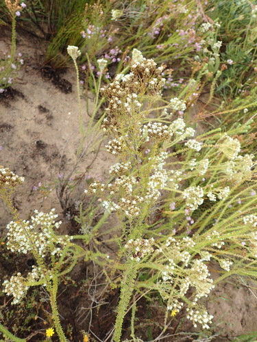 Image of Selago dolosa by (c) Nicola van Berkel, some rights reserved (CC BY-SA)