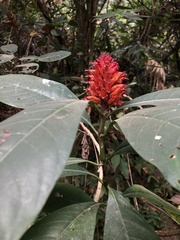 Phlogacanthus thyrsiformis