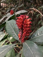 Phlogacanthus thyrsiformis