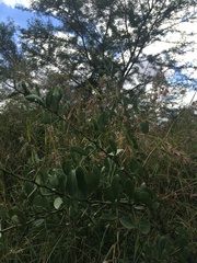 Gymnosporia buxifolia