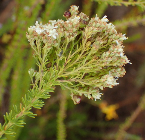 Image of Selago dolosa by (c) Nicola van Berkel, some rights reserved (CC BY-SA)
