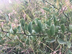 Gymnosporia buxifolia