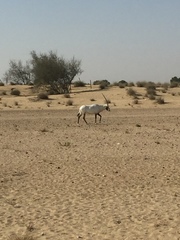 Oryx leucoryx