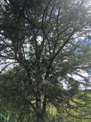 Vachellia karroo