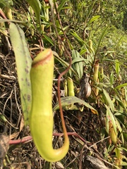 Nepenthes khasiana