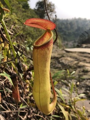Nepenthes khasiana