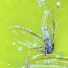 Bactericera minuta