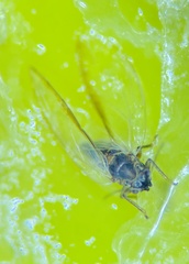 Bactericera minuta