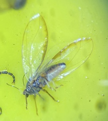 Bactericera minuta