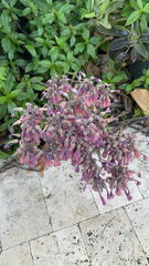 Kalanchoe daigremontiana
