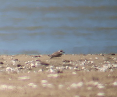 Charadrius alexandrinus