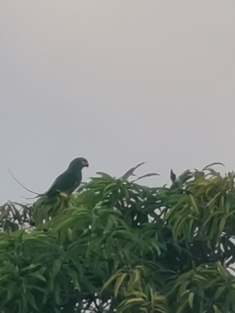 Orange Winged Parrot From Fort De France 97200 Martinique On March 1