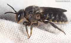 Parasitiformes