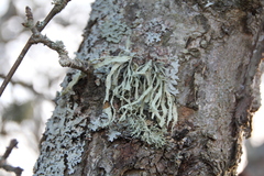 Ramalina fraxinea
