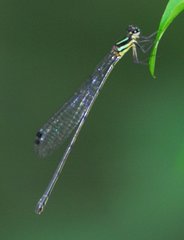 Allocnemis